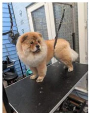 Dog after grooming at Mason's Paws Andover