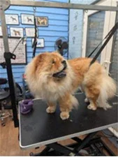 Dog before grooming at Mason's Paws Andover