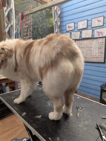 Dog after grooming at Mason's Paws Andover