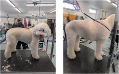 Before and after grooming