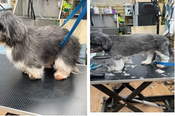 Before and after grooming