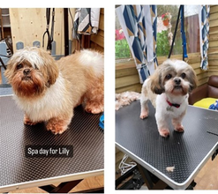 Before and after grooming