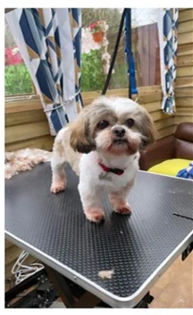 Dog after grooming at Mason's Paws Andover
