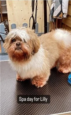 Dog before grooming at Mason's Paws Andover