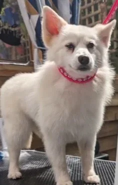 pom dog after grooming
						      </div>
						
						    </div>
						
						    <div class=